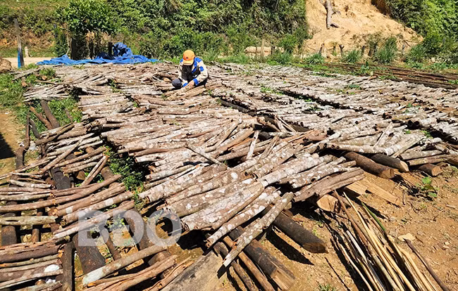 Cay thom phuc dan mot xa o Binh Dinh trong boc vo ban