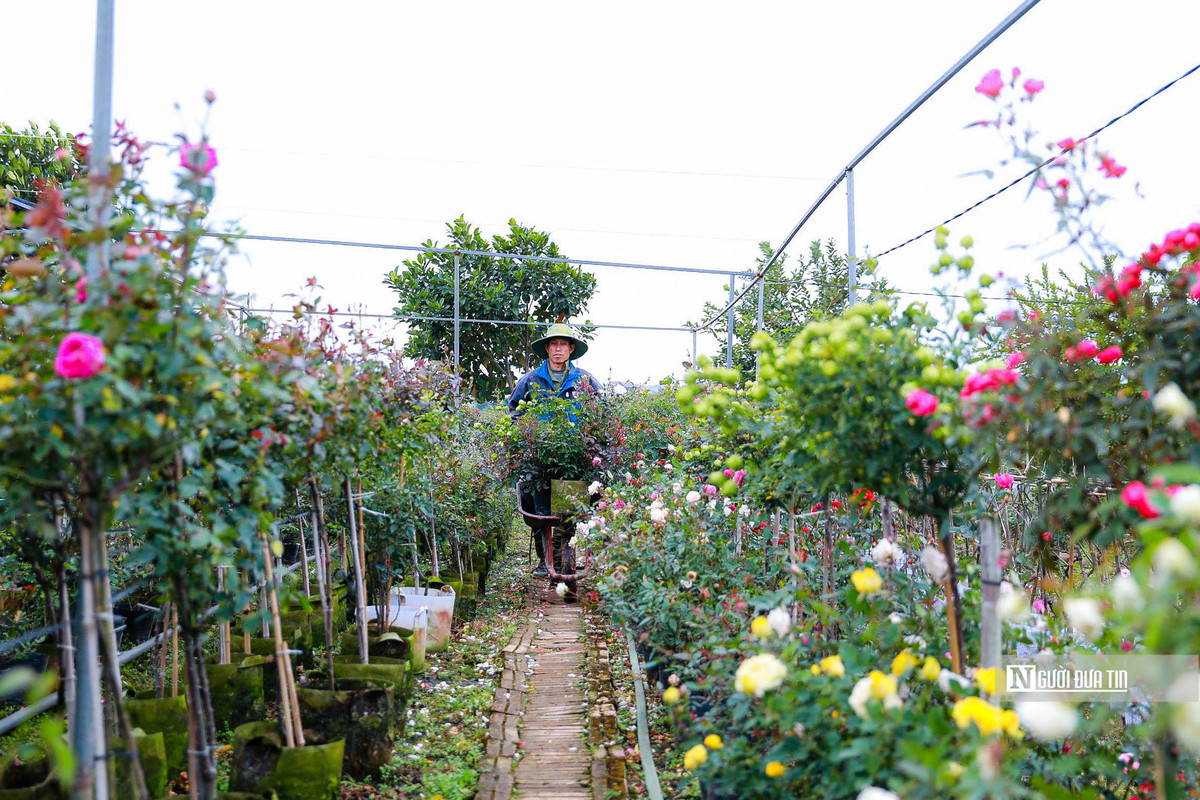 Theo ghi nhận của PV, những ngày này, người dân ở các làng hoa của huyện Mê Linh tất bật bước vào vụ Tết.