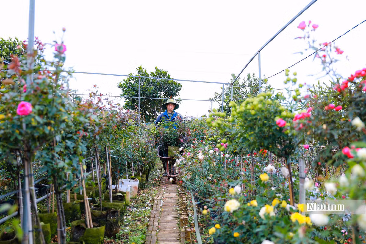 Theo ghi nhận của PV, những ngày này, người dân ở các làng hoa của huyện Mê Linh tất bật bước vào vụ Tết.