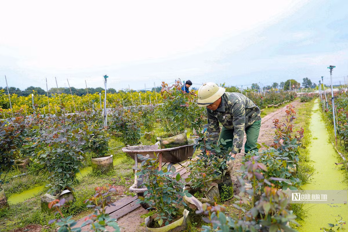 Các nhà vườn hối hả đưa những chậu lan, hoa hồng, cúc mâm xôi, hoa ly… ra điểm tập kết chuẩn bị chở đi bán trên khắp các tỉnh, thành phố. Năm nay, người dân Mê Linh kỳ vọng có vụ hoa Tết bội thu.