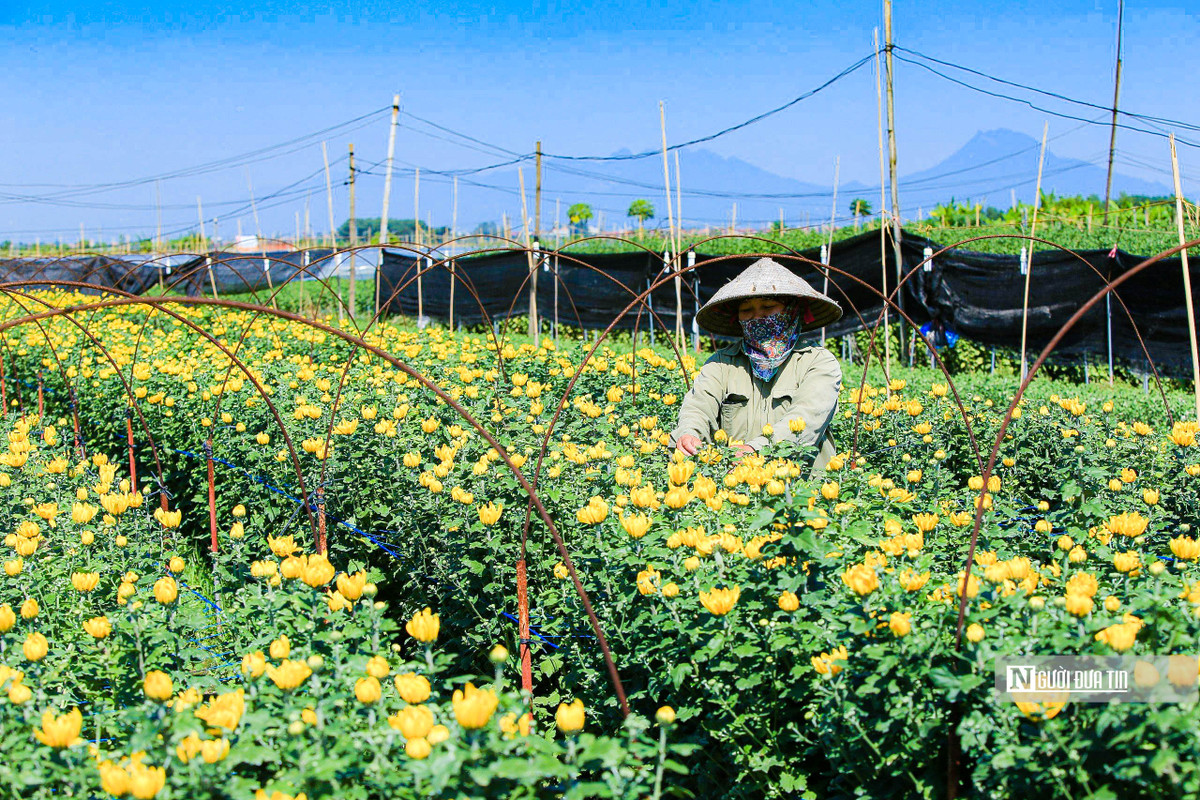 Xã Đại Thịnh là vùng chuyên canh hoa cúc của huyện Mê Linh với những thửa ruộng trải dài bạt ngàn.