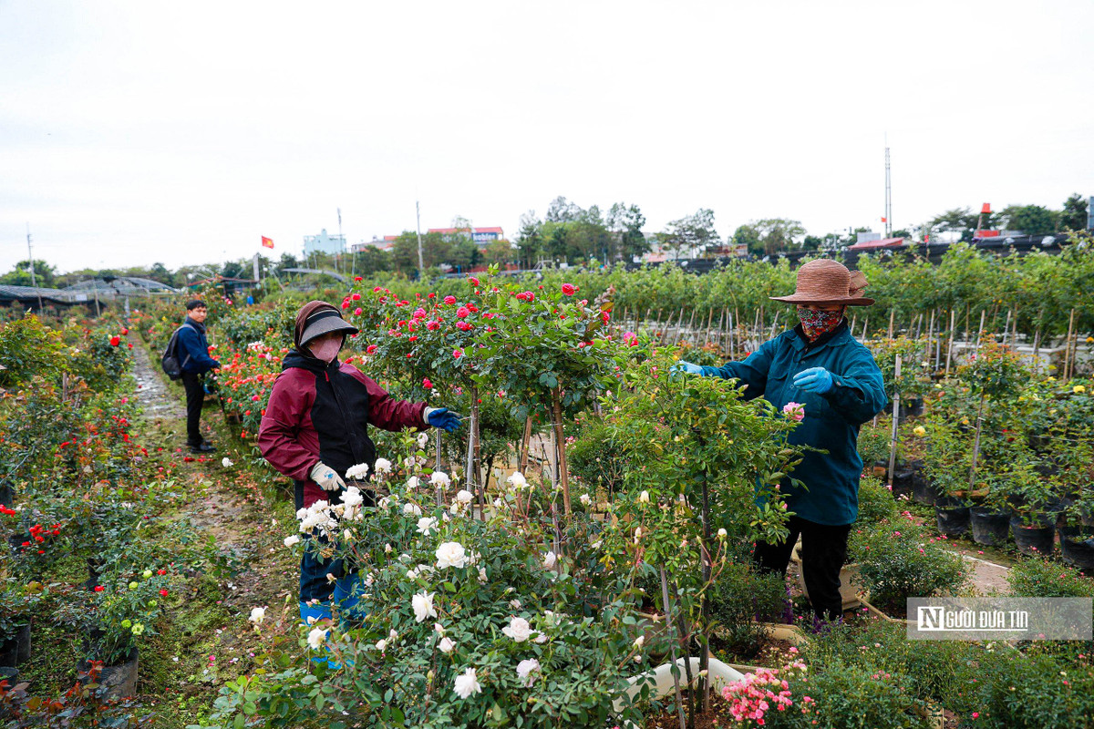 Để bảo đảm cung ứng phục vụ người dân, hiện nay các nhà vườn đều đã vào giai đoạn cuối cùng, chỉnh sửa cho hoa vào độ đẹp nhất đúng Tết.