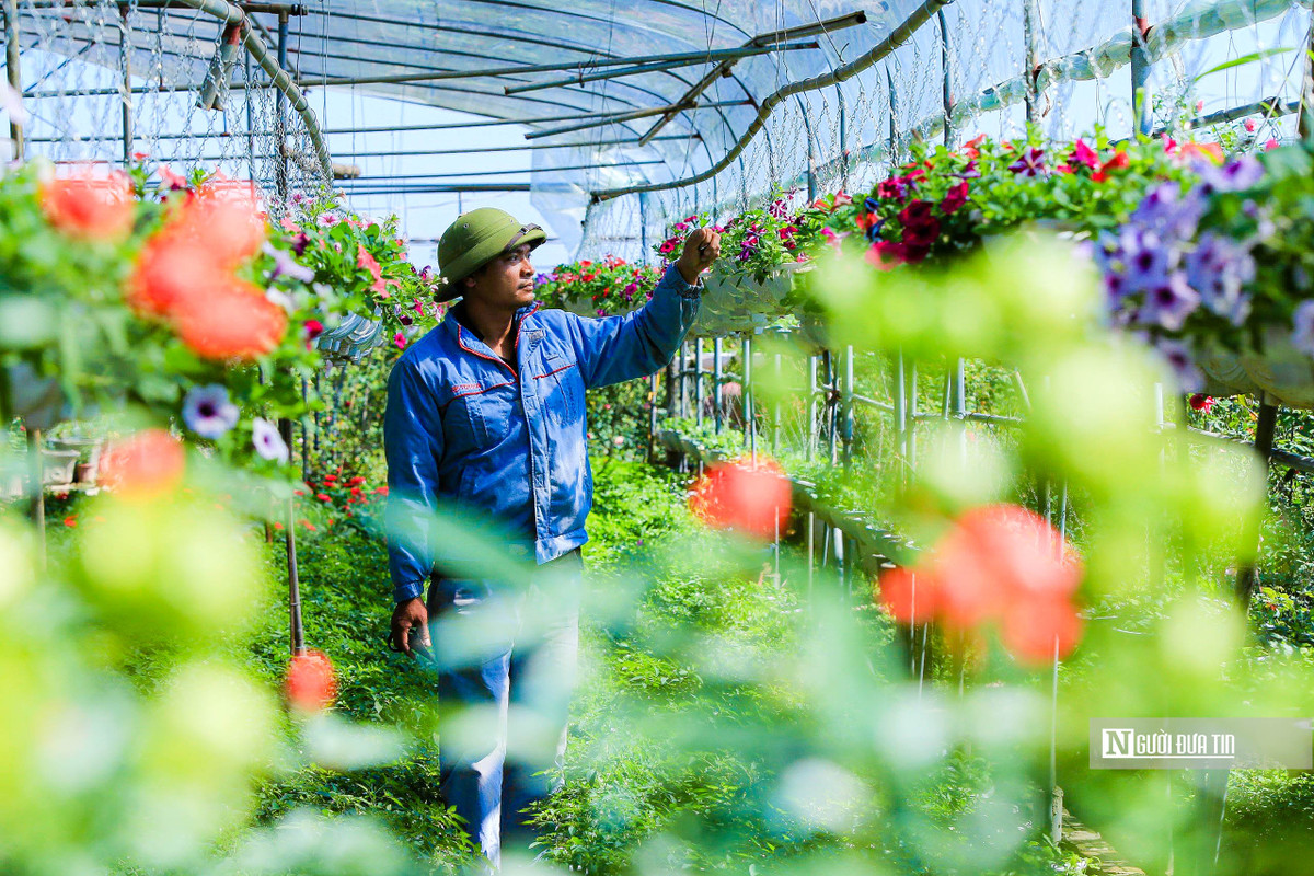 Nhờ chuyển dịch cơ cấu trồng hoa, nhiều hộ nông dân đã phát triển mô hình trồng hoa kiểng, hoa hồng thế, nâng cao thu nhập, mang lại nguồn lợi kinh tế lớn.