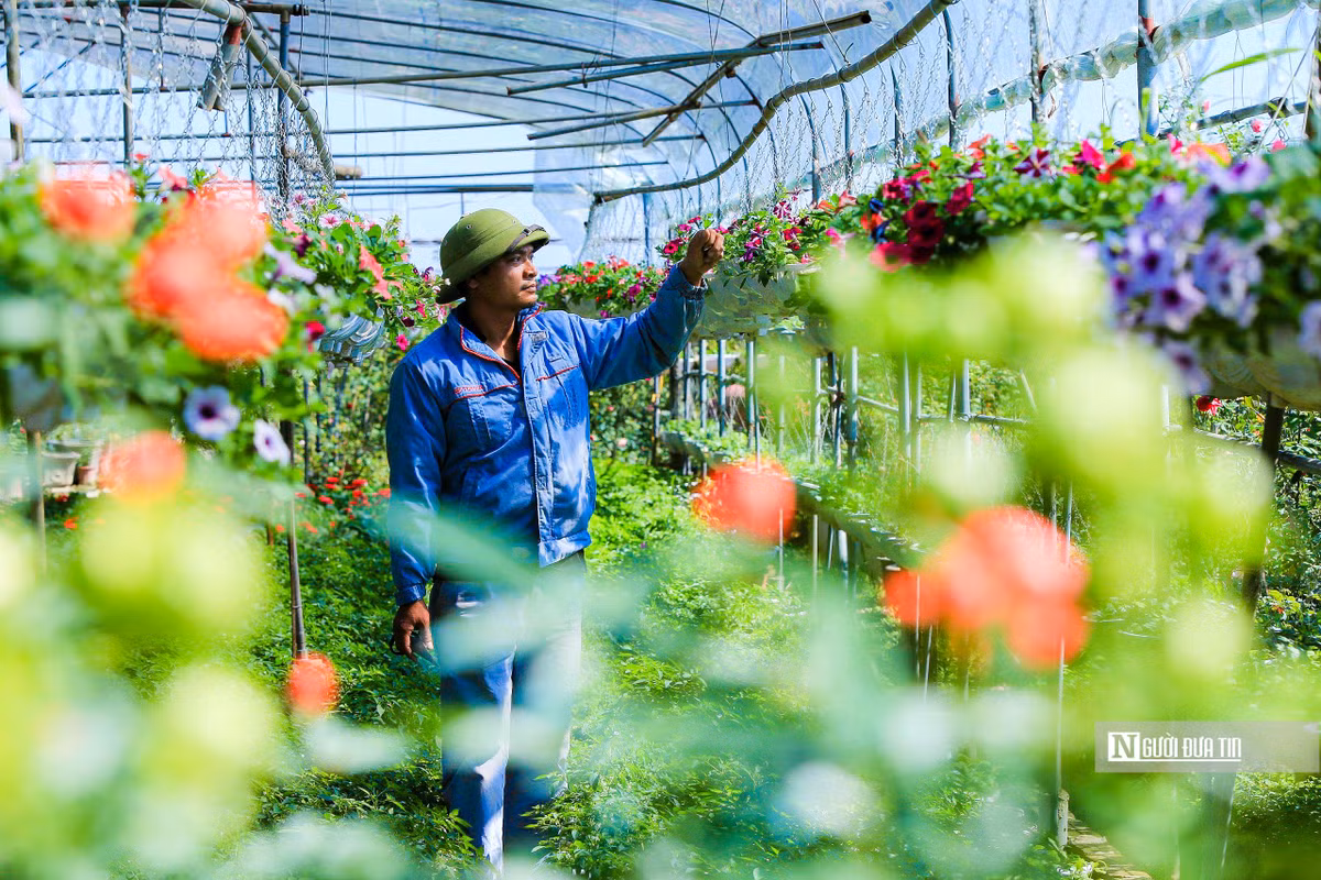 Nhờ chuyển dịch cơ cấu trồng hoa, nhiều hộ nông dân đã phát triển mô hình trồng hoa kiểng, hoa hồng thế, nâng cao thu nhập, mang lại nguồn lợi kinh tế lớn.