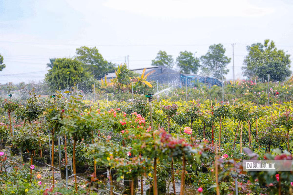 Ngay từ sáng sớm nhiều chủ vườn đã tất bật chăm sóc hoa. Với việc ứng dụng khoa học kỹ thuật vào trồng trọt, nông dân Mê Linh đã lắp đặt hệ thống tưới tự động nhằm tăng hiệu quả và giảm sức lao động.
