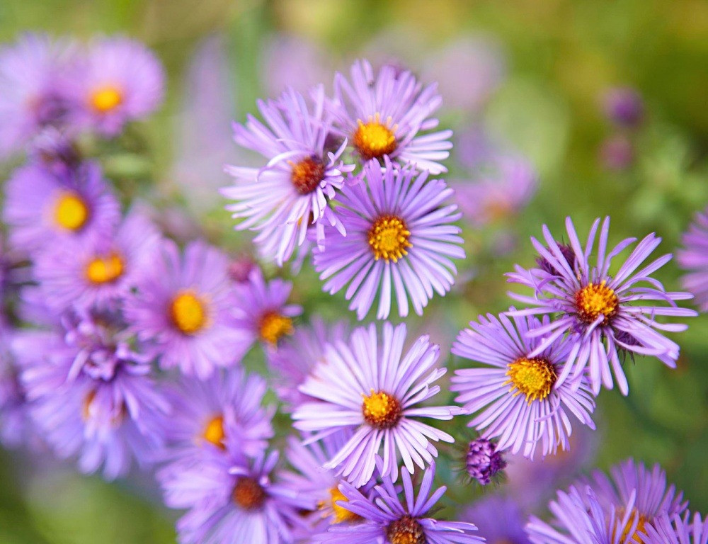 3 con giap danh loc nhu y, giua thang 3 hot vang hung bac-Hinh-2