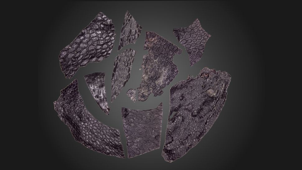 Phat hien da cua sinh vat song cach day 290 trieu nam-Hinh-2