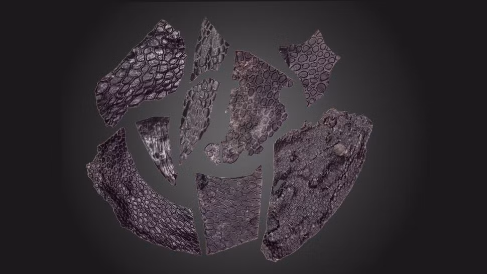 Phat hien da cua sinh vat song cach day 290 trieu nam-Hinh-2