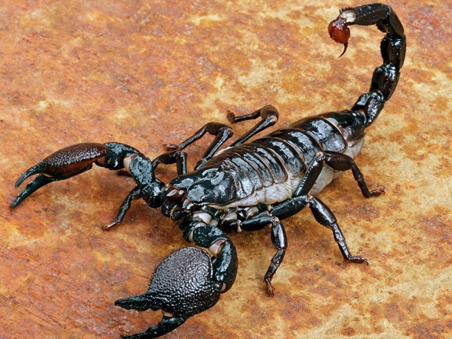 Bo cap vuot mat loai ran ret de dung dau trong 