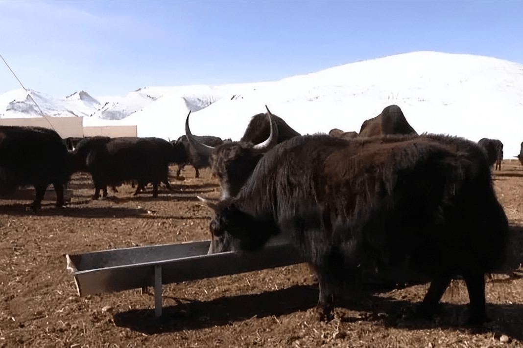 Tại sao người chăn nuôi muốn bò yak nhà lai tạo với bò yak hoang dã? - Hình 4 Tai sao nguoi chan nuoi muon bo yak nha lai tao voi bo yak hoang da?-Hinh-4