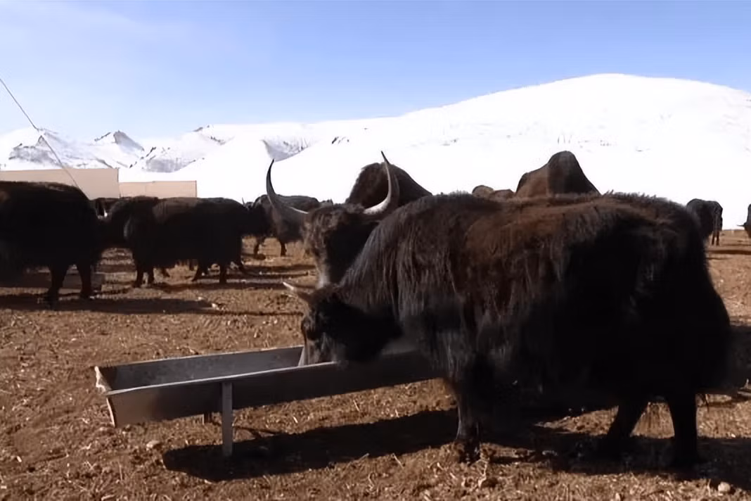 Tai sao nguoi chan nuoi muon bo yak nha lai tao voi bo yak hoang da?-Hinh-4