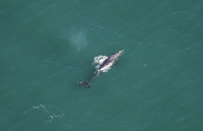 Loài cá tuyệt tích cách đây 200 năm bất ngờ “tái xuất” Loai ca tuyet tich cach day 200 nam bat ngo “tai xuat”