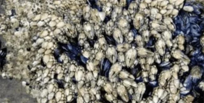 Tim thay 'hon da ky la' tren bai bien, chuyen gia phan nguy hiem-Hinh-2