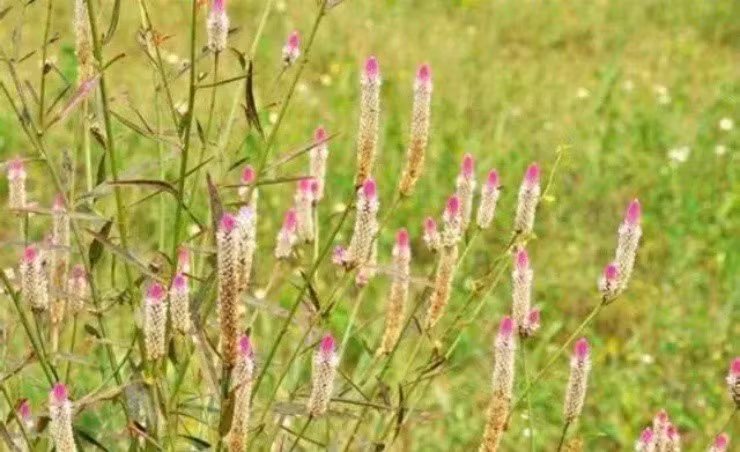 Cay mao ga trang lay hat dem ban kiem ca tram nghin/kg