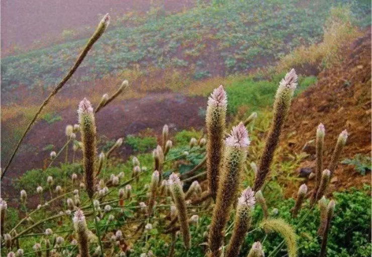Cay mao ga trang lay hat dem ban kiem ca tram nghin/kg-Hinh-4