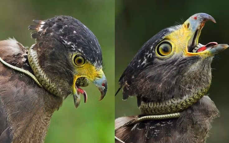 Diều hoa Miến Điện sinh sản vào cuối mùa đông, chim cái sẽ đẻ trứng trong tổ còn chim đưc chăm sóc và bay đi tìm kiếm thức ăn, khoảng 41 ngày sau, trứng sẽ nở thành chim con, đây là cột mốc đánh dấu sự sinh sản và tái sinh của loài. Spilornis cheela xây tổ mới mỗi năm, vị trí dọc theo các cây ở ven sông.