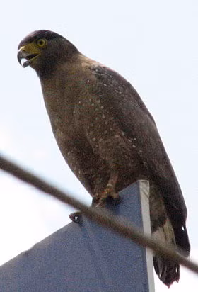 Chúng có một số phân loài bao gồm Philippine Serpent Eagle (S. holospila), Andaman Serpent Eagle (S. elgini) và South Nicobar Serpent Eagle (S. klossi).