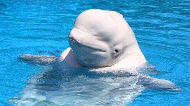 Mot so loai ca voi trai qua thoi ky man kinh giong con nguoi