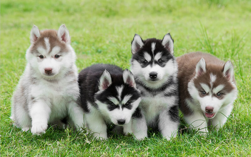  Trong dân gian chó là loài vật nuôi ơ nhà có nhiều hữu dụng nhất. Theo Phong thủy, nuôi chó sẽ giúp ngôi nhà luôn tràn đầy sinh khí, đem đến cát lành, giàu sang, phú quý cho gia chủ.