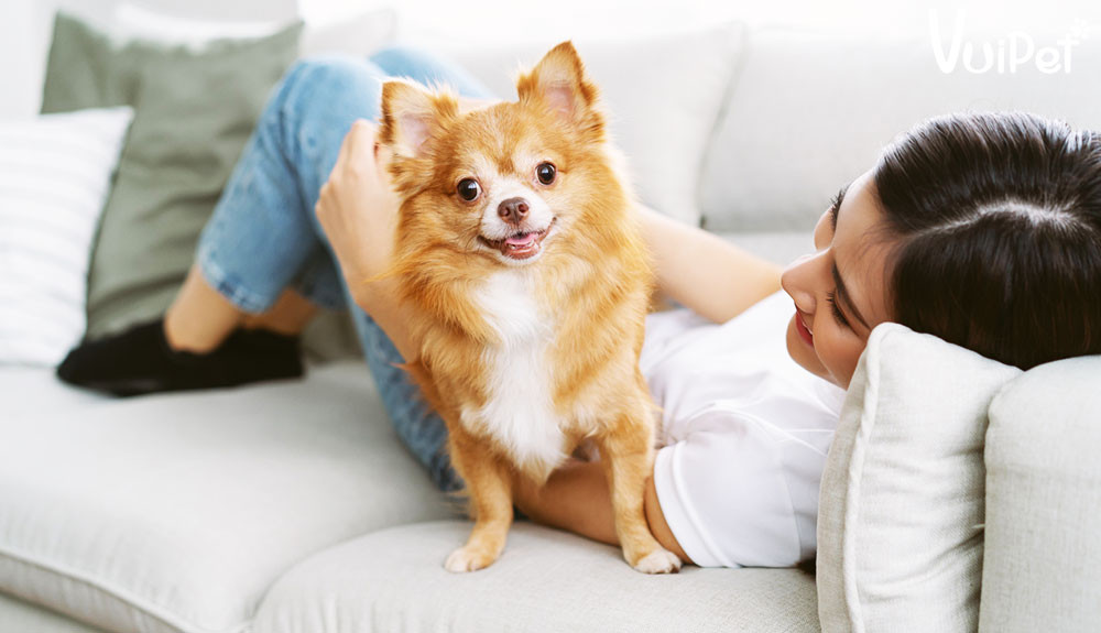 Những con chó nuôi trong nhà cần chú ý tiêm phòng vaccine đảm bảo chúng không gây bệnh nguy hiểm cho gia chủ và khách tới nhà, người xung quanh. *Thông tin mang tính tham khảo, chiêm nghiệm