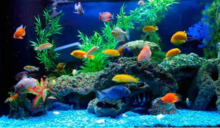  Theo phong thủy, bể cá có thể tăng thêm vận may, nếu sử dụng thích hợp có thể ngăn chặn sát khí, mang lại tài lộc cho gia chủ. Tuy nhiên mỗi gia chủ, mỗi bản mệnh khác nhau sẽ lựa loại cá cảnh, hình dáng bể cá, vị trí đặt bể cá… sao cho phù hợp thì mới phát huy được công dụng.