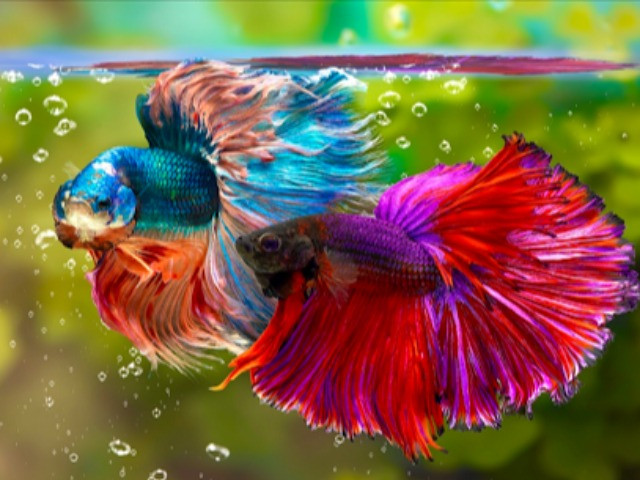  Cá cảnh: Cá cảnh là thú vui của nhiều người. Cá cảnh bởi lội thể hiện năng lượng dương, mang lại sinh khí cho gia đình và còn giúp thư giãn tinh thần, mang lại may mắn về mặt phong thủy. 