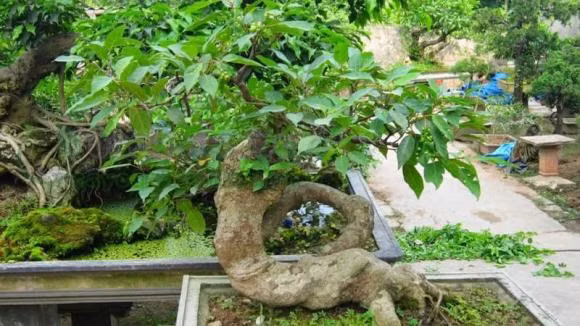 Trong cay sung nhung tuoi nay la hop nhat, gia dinh am no, sung tuc