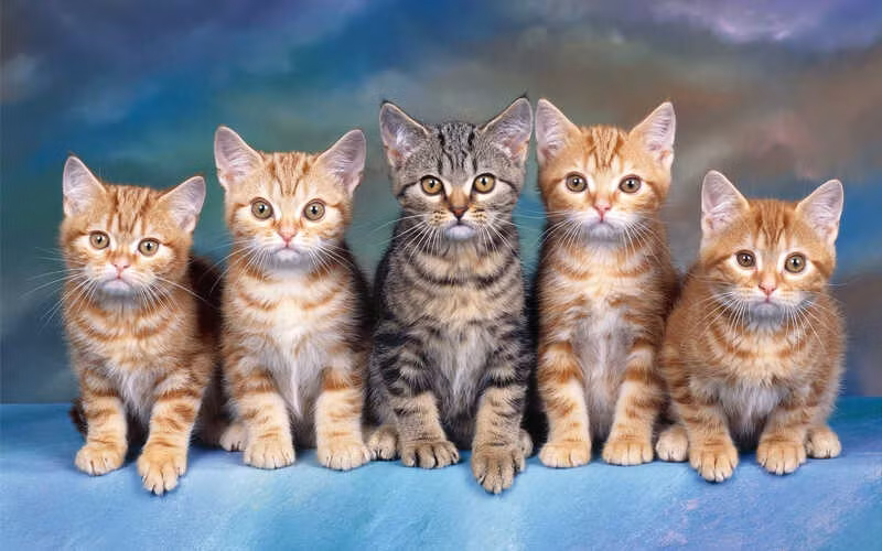 Ngo Thua An khong cho loai nay lam yeu quai trong Tay Du Ky-Hinh-7