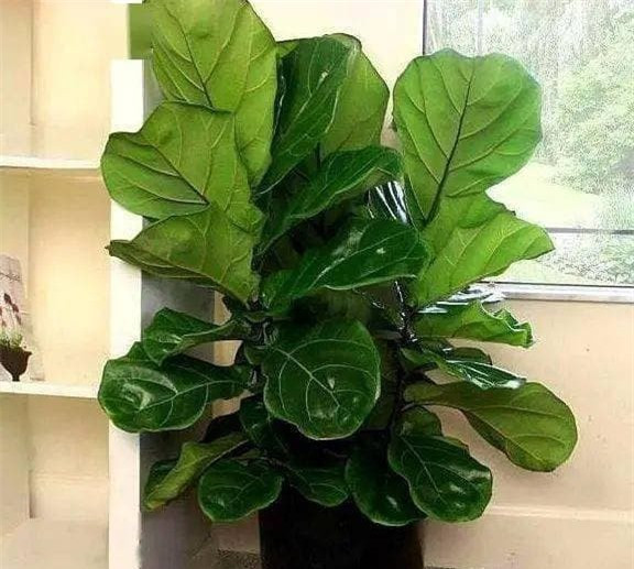 3. Không nên trồng cây xanh quá lớn tại nhà: Bởi lẽ, dưới góc độ phong thủy, những loại cây có quá nhiều lá, quá rộng sẽ dễ chặn tài khí vào nhà và cướp đi “ánh đèn sân khấu” của những người đang gặp khó khăn trong sự nghiệp.