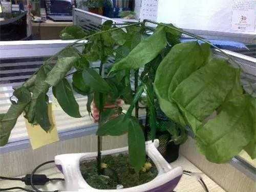 4. Cây xanh khô héo trong nhà cần được thanh lý càng sớm càng tốt: Khi một số người yêu hoa bảo quản cây xanh ở nhà, chúng sẽ “héo” hoặc “vàng lá, rụng lá” nếu không cẩn thận. Một khi cây cối trong nhà bạn đã rơi vào tình trạng èo uột như vậy thì nên xử lý càng sớm càng tốt.