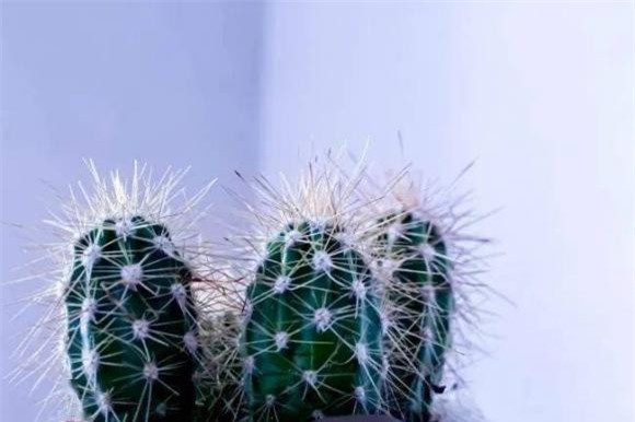 1. Không nên để cây xanh có gai trong nhà: Đầu tiên, bản thân cây gai có nguy cơ gây thương tích do sơ ý. Đặc biệt là những nhà có trẻ em và người già, tốt nhất nên tránh nuôi loại cây trồng trong chậu này.