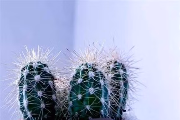 1. Không nên để cây xanh có gai trong nhà: Đầu tiên, bản thân cây gai có nguy cơ gây thương tích do sơ ý. Đặc biệt là những nhà có trẻ em và người già, tốt nhất nên tránh nuôi loại cây trồng trong chậu này.