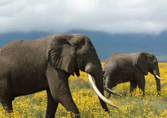 2. Voi sở hữu thân hình “siêu to khổng lồ” và cậu nhỏ của loài động vật này cũng rất lạ lùng khi chúng có thể kiểm soát được và rất linh hoạt, sử dụng dương vật để chống đỡ và xoay sở cho chính mình.