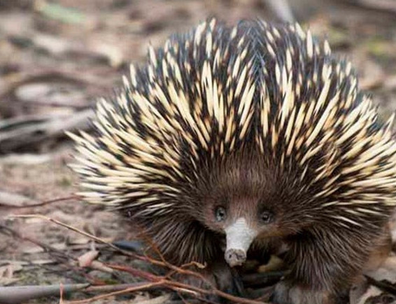 3. Thú lông nhím Echidna: Loài thú lông nhím Echidna sở hữu dương vật có 4 cái đầu, khi loài động vật này đang “yêu” thì 2 đầu sẽ quắt lại để tập trung cho 2 đầu còn lại.