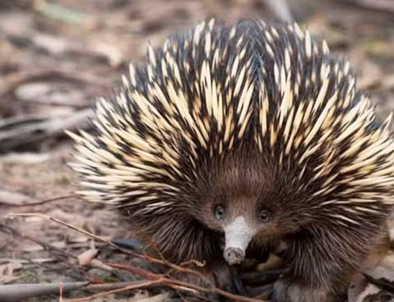 3. Thú lông nhím Echidna: Loài thú lông nhím Echidna sở hữu dương vật có 4 cái đầu, khi loài động vật này đang “yêu” thì 2 đầu sẽ quắt lại để tập trung cho 2 đầu còn lại.