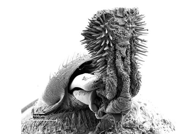 8. Bạch tuộc argonaut – một loại ốc anh vũ: Bạch tuộc argonaut có dương vật khá dị, trong lúc đi tìm thức ăn, dương vật có khả năng bơi lội của chúng sẽ tự tách ra để đi tìm bộ phận sinh dục của con cái, thậm chí chúng còn gây nhầm lẫn trong giới khoa học khi họ cho rằng đây là một con sâu ký sinh của bạch tuộc argonaut.