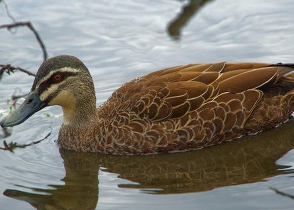 1. Vịt hồ Argentina: Loài động vật đầu tiên có bộ phận “của quý” khác thường đó chính là vịt hồ Argentina khi dương vật của chúng dài bằng một nửa cơ thể.