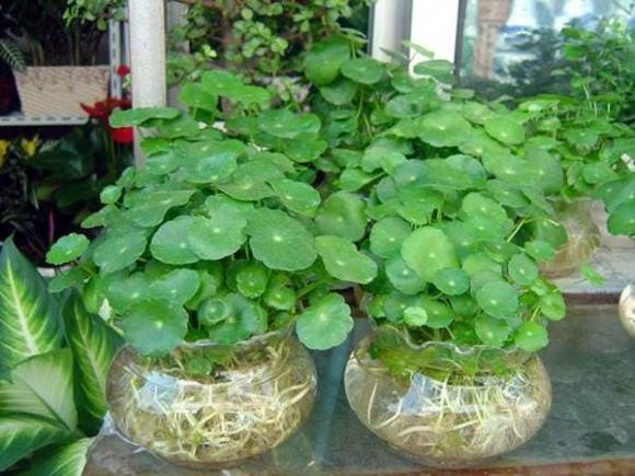  Người thích có thể trồng một ít cỏ tiền đồng trước bệ cửa sổ trong nhà, không những giúp bạn cải thiện phong thủy. sự giàu có của bạn mà còn cải thiện sự giàu có của bạn. 