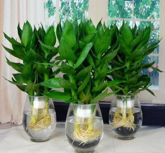 br/> Cây trúc may mắn (phát lộc) thúc đẩy sự giàu có: Cây trúc may mắn là một loại cây cảnh xanh rất phổ biến trong phong thủy, Cây trúc may mắn có thể đóng vai trò tăng tài lộc (phải là số lẻ) và kiếm được nhiều tiền nhanh hơn.