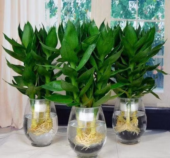 br/> Cây trúc may mắn (phát lộc) thúc đẩy sự giàu có: Cây trúc may mắn là một loại cây cảnh xanh rất phổ biến trong phong thủy, Cây trúc may mắn có thể đóng vai trò tăng tài lộc (phải là số lẻ) và kiếm được nhiều tiền nhanh hơn.