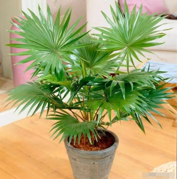 Nhung cay canh trong trong nha mang lai tai loc tot nhat