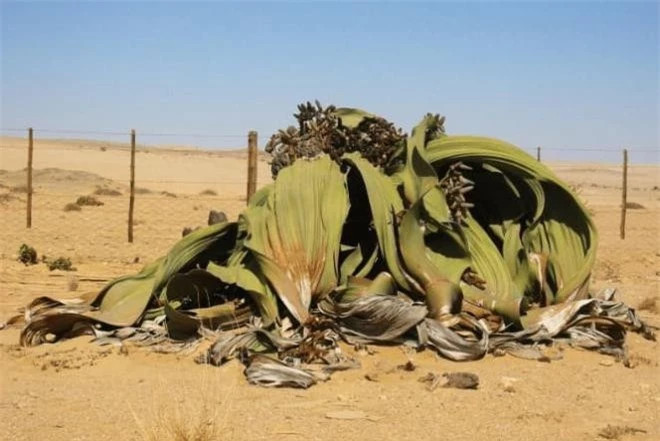 'Bach tuoc lon' sa mac chau Phi tuoi tho hang nghin nam-Hinh-3