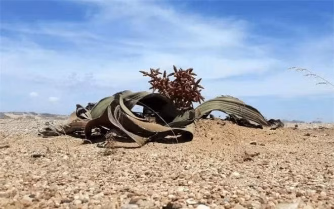 'Bach tuoc lon' sa mac chau Phi tuoi tho hang nghin nam-Hinh-2