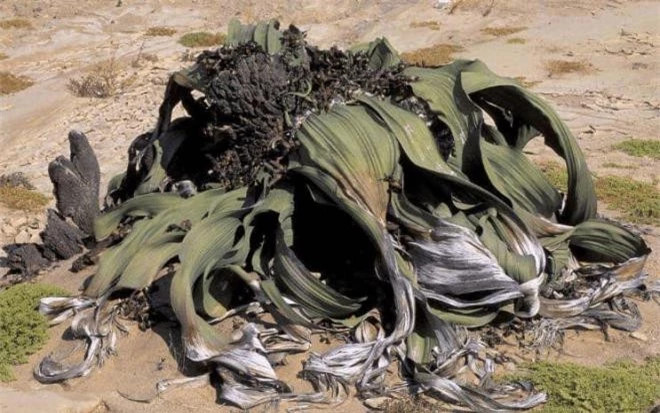 'Bach tuoc lon' sa mac chau Phi tuoi tho hang nghin nam