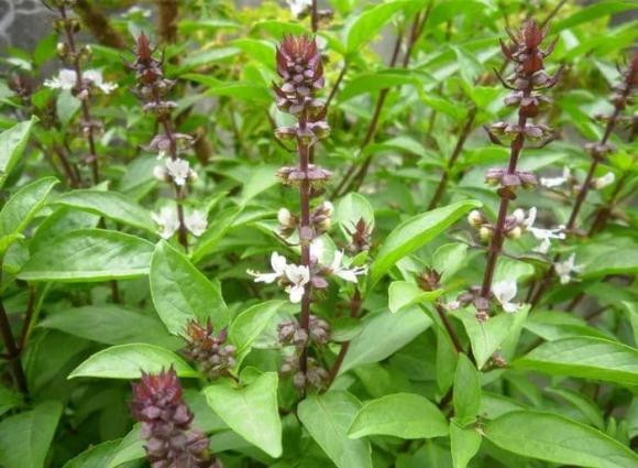 Tac dung phu kho luong khi an rau hung que sai cach-Hinh-3