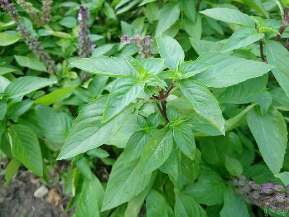 Tac dung phu kho luong khi an rau hung que sai cach