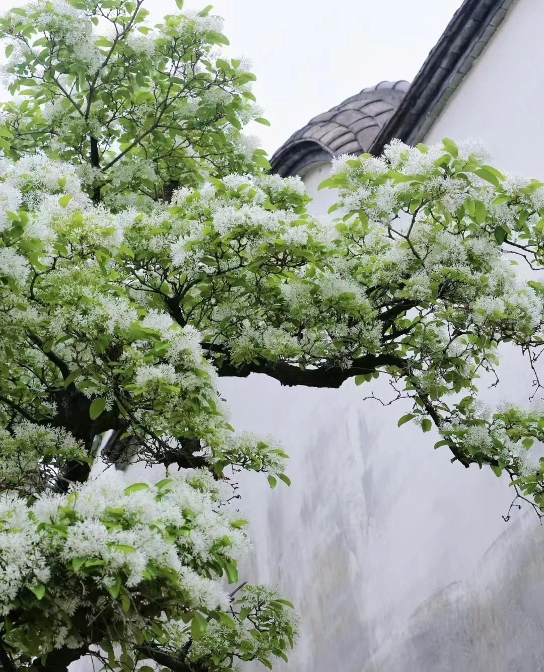 Cay canh cat tuong, ngan nam nhu tuyet, chieu phuc lanh den nha-Hinh-7