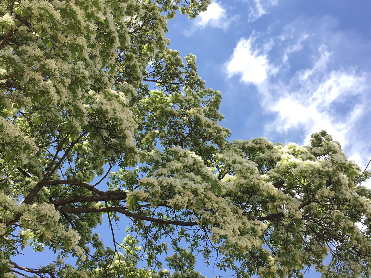 Cay canh cat tuong, ngan nam nhu tuyet, chieu phuc lanh den nha-Hinh-18