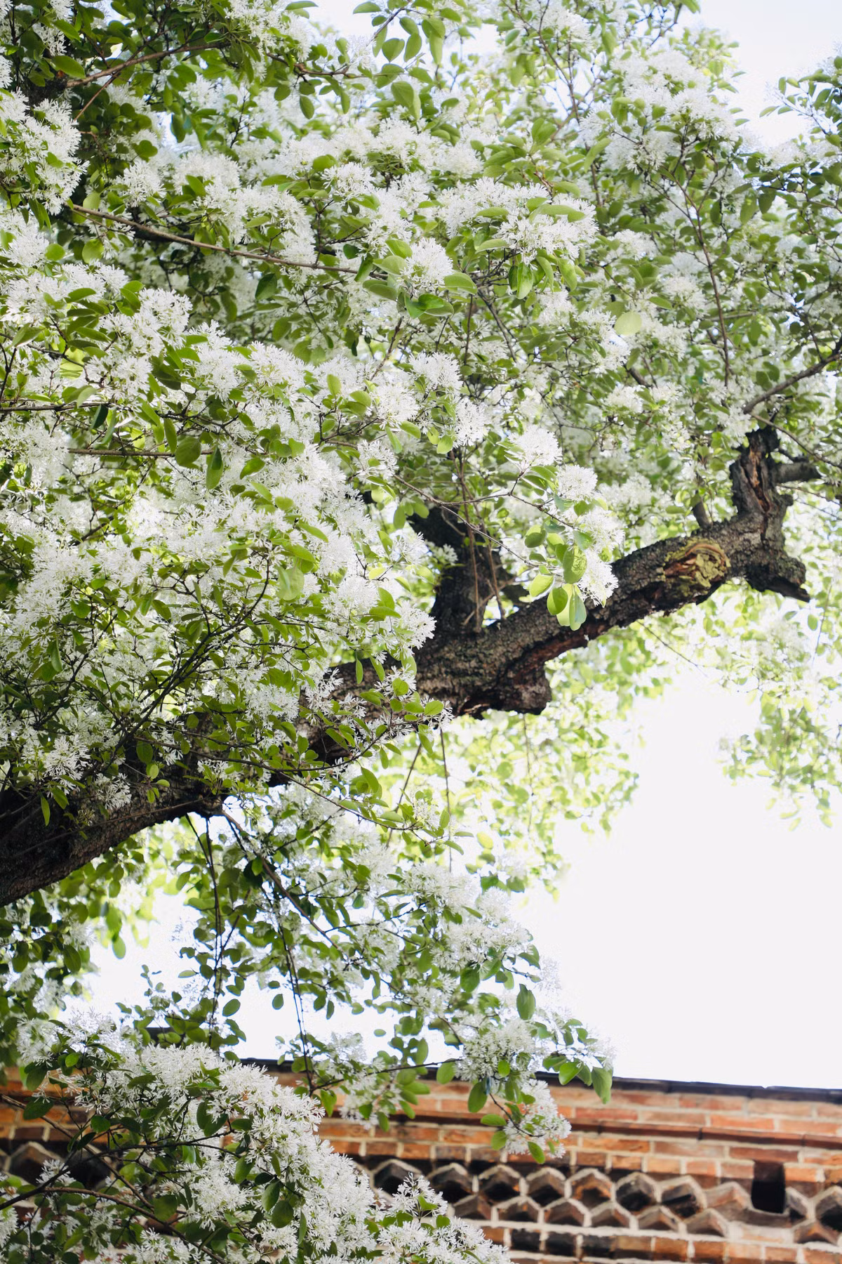 Cay canh cat tuong, ngan nam nhu tuyet, chieu phuc lanh den nha-Hinh-9