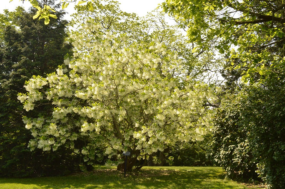 Cay canh cat tuong, ngan nam nhu tuyet, chieu phuc lanh den nha-Hinh-16